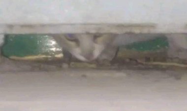 فيديو| استغاثات عاجلة لإنقاذ «قطة محبوسة» منذ أسبوعين داخل مبنى في قنا