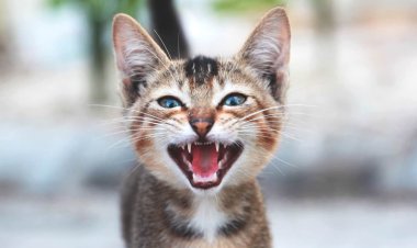 "في عيد الحب".. قطط وكلاب تفترس أصحابها