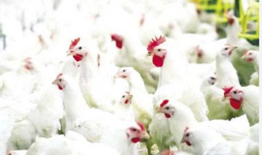 «شعبة الدواجن» تزف بشرى سارة بشأن موعد  انخفاض أسعار الفراخ (خاص)