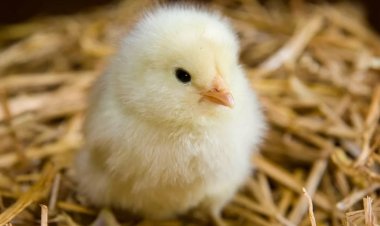 ارتفاع أسعار الكتاكيت بمصر اليوم الثلاثاء 14-2-2023