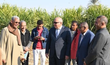 محافظ قنا يشهد حصاد أول حقل إرشادي لمحصول قصب السكر
