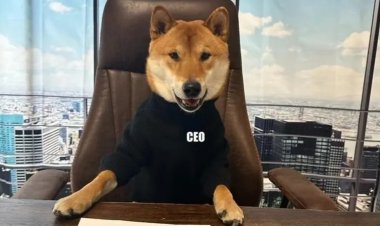 «كلب الملياردير».. إيلون ماسك يعين «فلوكي» في منصب المدير التنفيذي لـ «تويتر»