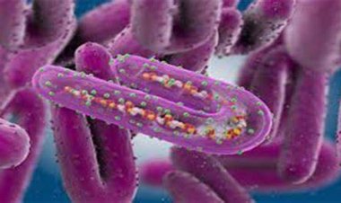 تقرير بريطاني يكشف حقائق مرعبة عن فيروس ماربورج.. «يحول المرضى لأشباح»