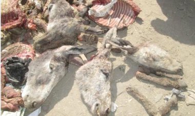 القبض على المتهمين بذبح الحمير بالشرقية.. والتحريات تكشف المفاجأة