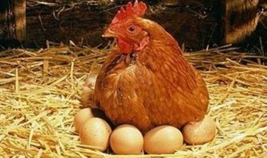 بعد إعفاء المزارع من الضريبة..  اتحاد مُنتجي الدواجن: «لا جديد.. الأسعار هتفضل ثابتة» (خاص)