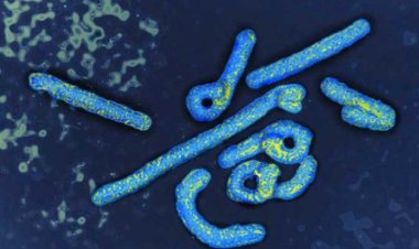 متحدث الصحة عن فيروس ماربورغ: مرتفع العدوى لكنه ليس سريع الانتشار