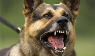 حبس المتهمين بترويع شخص  بكلب شرس في المرج