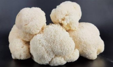 «فطر لبدة الأسد».. يحسن الذاكرة ويحفز نمو الأعصاب