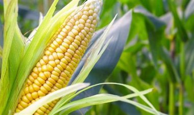 انخفاض أسعار الحبوب الغذائية عالميا وارتفاع سعر القمح 