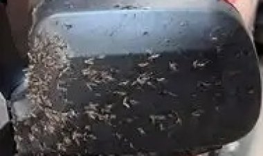 بعد مهاجمة البعوض للسيارات في الإسكندرية.. كيف تنجو؟