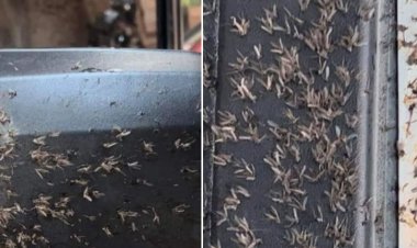 صحة الإسكندرية عن أسراب الناوس: «غير ضار»