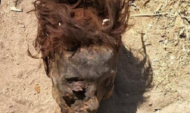 رأس فتاة متحللة تُرعب أهالي الأقصر.. والأمن بعد تزايد حالات الإغماء: «ده فن تشكيلي»