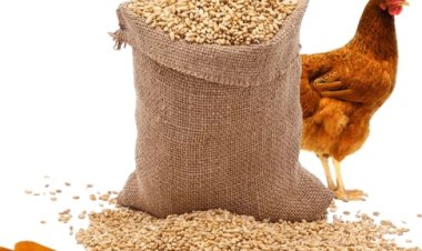 بعد أسابيع من الانخفاض.. ارتفاع أسعار الأعلاف اليوم الإثنين 27-2-2023