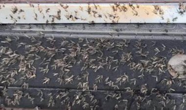 الزراعة تكشف سبب هجوم الحشرات الطائرة على الطريق الساحلي.. فيديو