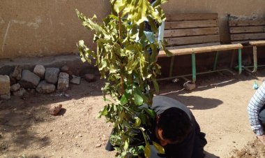 زراعة أشجار مثمرة في المنيا ضمن مبادرة «100 مليون شجرة»