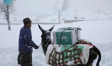 مركز الملك سلمان للإغاثة يوزع ألف سلة غذائية في أفغانستان