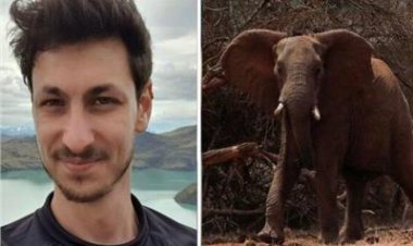 مقتل إسرائيلي على يد فيل داخل متنزه.. والخارجية الإسرائيلية تفتح تحقيقًا