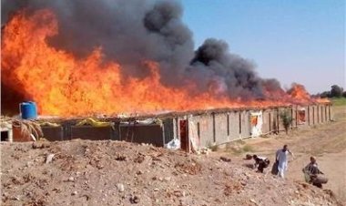 حريق هائل في مزرعة دواجن بالمنوفية