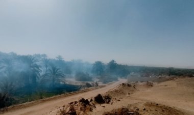 التهمته النيران شامخًا.. اندلاع حريق في أشجار النخيل باحدى قرى الجيزة (صور)