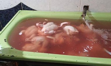 «واخده حقن مياه».. ضبط لحوم ودواجن مجمدة مجهولة المصدر بكفر الشيخ