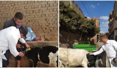 الغربية تبدأ في تحصين 266,545 حيوانا ضد الحمى القلاعية والوادي المتصدع