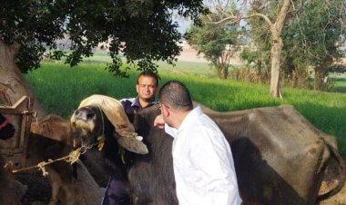 محافظ الجيزة يعلن انطلاق الحملة القومية لحماية الثروة الحيوانية بمراكز وقري المحافظة