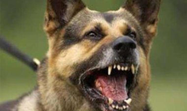 كلب حراسة يقتل طفل حاول إطعامه بأسوان 