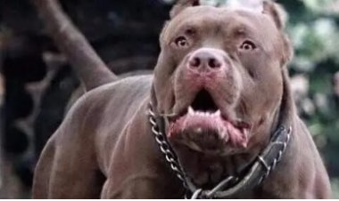 «متعود على كده».. التحقيقات تُفجر مفأجاة في واقعة عقر كلب مدير بنك