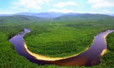 دراسة صينية جديدة حول العلاقة بين الأمطار ونمو الغابات