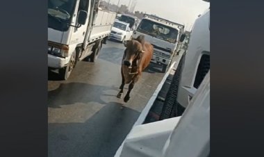 فيديو| عجل هارب على الدائري يثر ذعر المواطنين