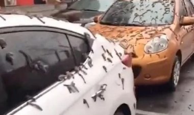 فيديو| «سقوط ديدان من السماء».. ظاهرة غريبة تثير الرعب في الصين