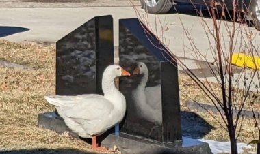 بعد إعلان على «فيسبوك».. وزّة مكتئبة تحصل على شريك حياتها