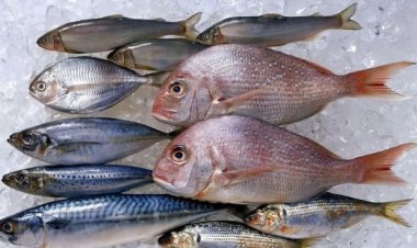 أسعار السمك اليوم في القاهرة