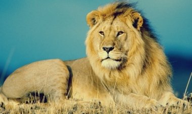 ماهو الحيوان الذي يصوم رمضان ؟