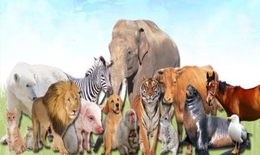 الحاسة السادسة المغناطيسية.. دراسة: «موجودة عند جميع الحيوانات»