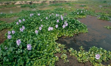 «الخطر الأكبر».. تعرف على أضرار ومجالات استخدام «ورد النيل» الذي يهدد المياه والفلاحين