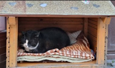 تفوق على المعالم السياحية.. من هو القط جاتسيك؟