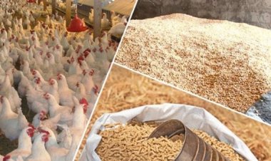 الزراعة: الإفراج عن 166 ألف طن أعلاف بـ81 مليون دولار خلال أسبوع