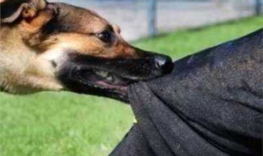 إصابة 4 أشخاص عقرهم «كلب» في مدينة 6 أكتوبر