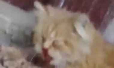 القبض على المتهم بتعذيب القطط على «تيك توك» بباب الشعرية 