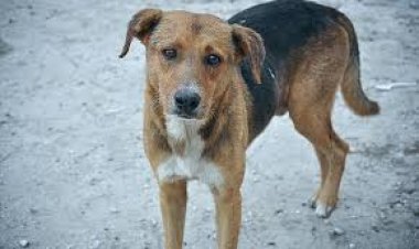 ضبط جزار قتل كلب بساطور في منطقة المقطم