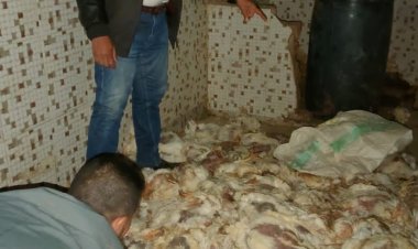 ضبط ١.٢ طن دواجن نافقة قبل طرحها بالأسواق في الجيزة