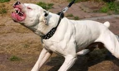  ضبط كلب مفترس بعد شكاوى الأهالي منه بمدينة نصر