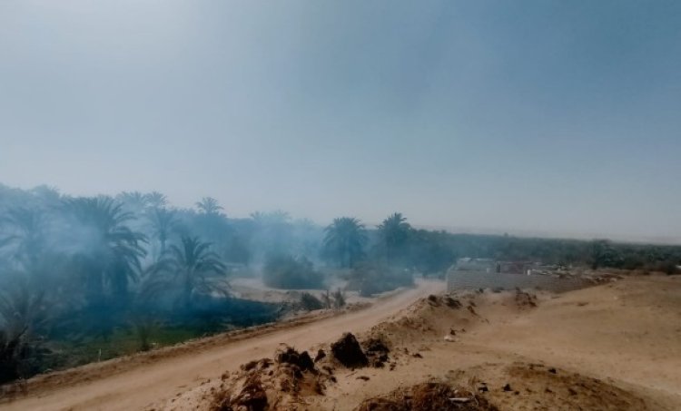 التهمته النيران شامخًا.. اندلاع حريق في أشجار النخيل باحدى قرى الجيزة (صور)