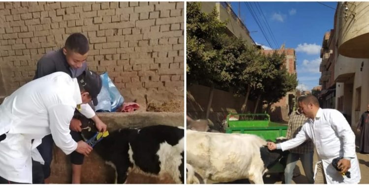 الغربية تبدأ في تحصين 266,545 حيوانا ضد الحمى القلاعية والوادي المتصدع