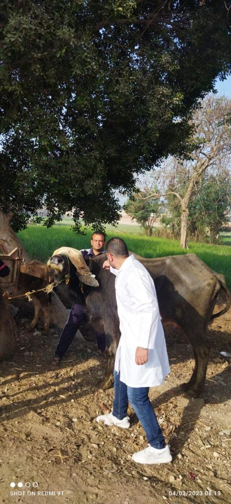 محافظ الجيزة يعلن انطلاق الحملة القومية لحماية الثروة الحيوانية بمراكز وقري المحافظة