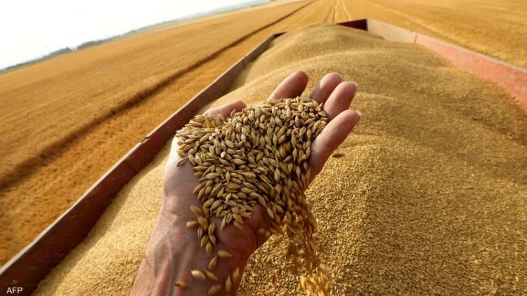 سعر أردب القمح 2023