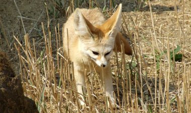 كشف علمي غريب: النباتات تبكي والحيوانات تسمعها