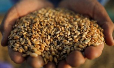 دولة إفريقية تبدأ استخدام بذور القمح المصري