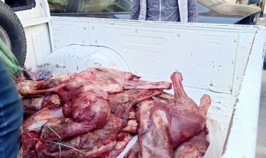 ضبط ٤ طن لحوم ودواجن فاسدة غير صالحة للإستخدام الآدمي بالجيزة